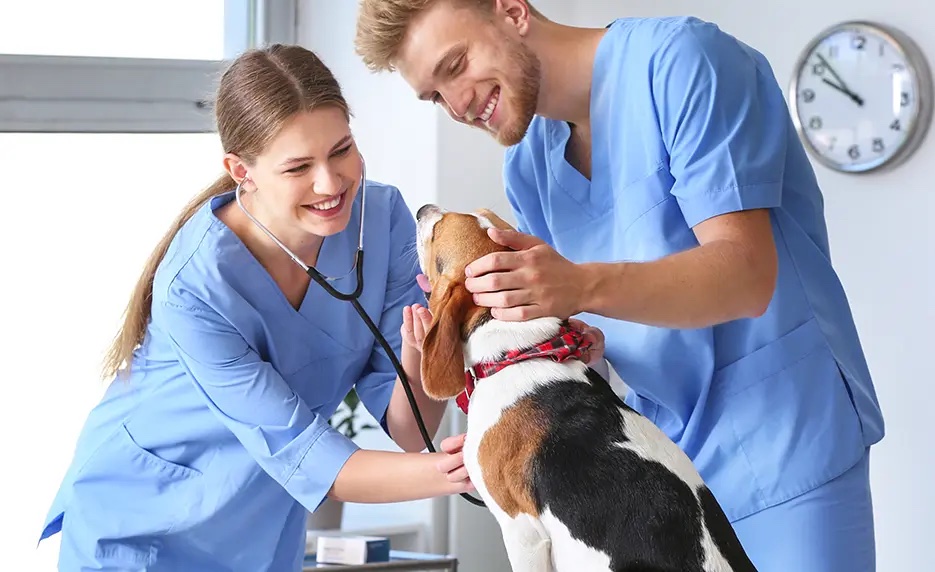 veterinary assistant taking care of dog
