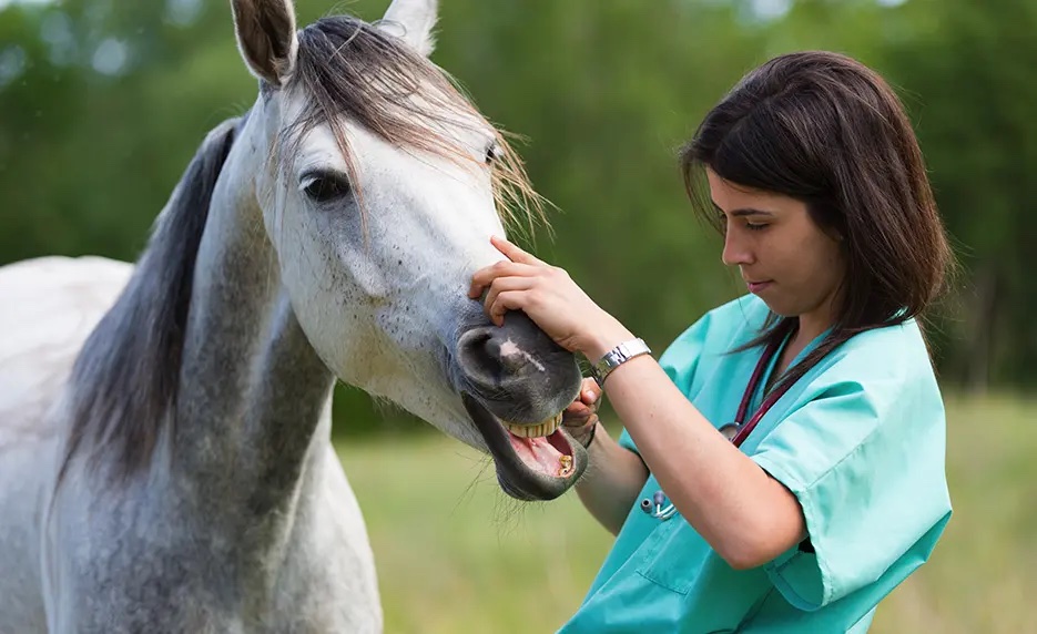 veterinary assistant with horse care management
