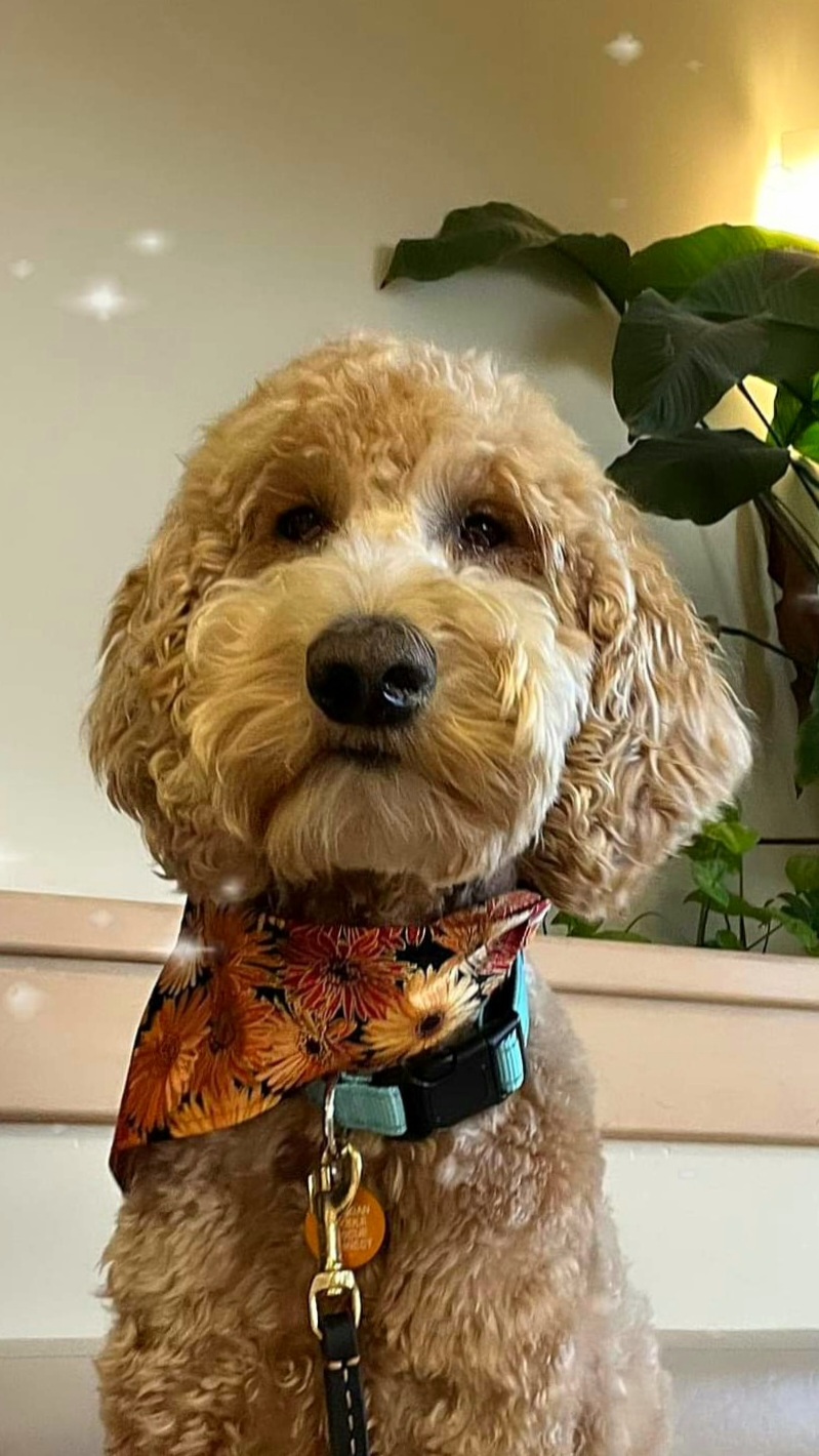 samson-head-shot.jpg